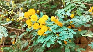 Status Video |Beautiful Nature | Amazing | Stunning | Peaceful | Calming and Relaxing