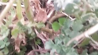 Animal's lover 12