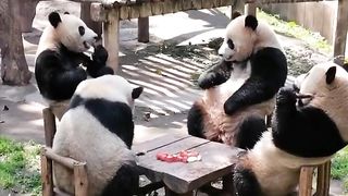Pandas Family dinner..