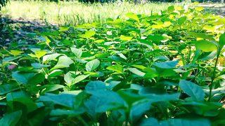 Beautiful Nature Calm your Mind | Beautiful Relaxing Video | #nature #natural #peace