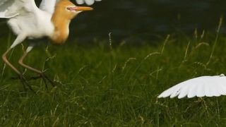 MOST Viral Video | Most Beautiful Birds 57 | #viral #nature #status #febspotvideo