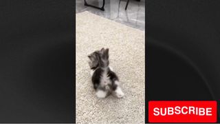 Animal funny videos try (try not to laugh)