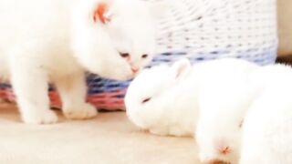 Most Beautiful Video | Beautiful and Cute Animal | #trending #viral #nature