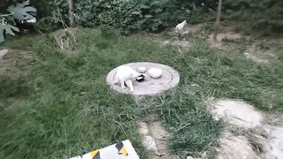 Cute cat 85