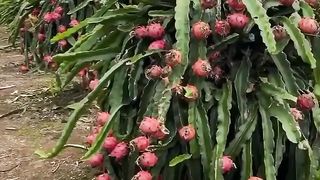 Dragon Fruits