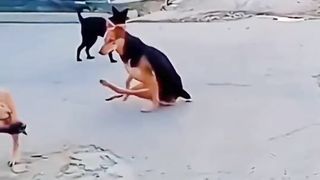 Funny Animal Video Part 3