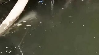 For fish