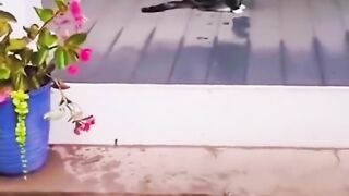 Funny Animals Viral Video