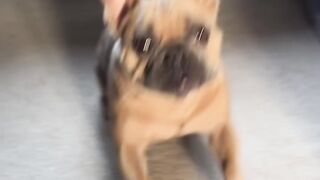 A dog that can act