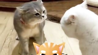 Funny Cat Viral Video 28