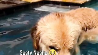 Funny Dog Viral Video 17