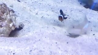 Funny Fish Viral Video