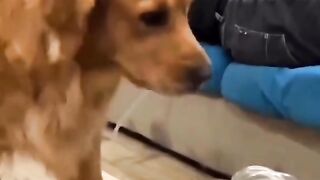 Funny Dog Viral Video 18