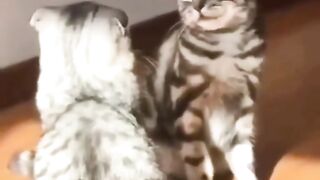 Funny Cat Viral Video 29