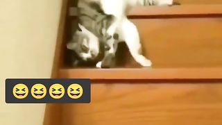 Funny Cat Viral Video 30