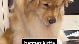 Funny Dog Viral Video 20