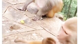 Funny Monkey Viral Video 37