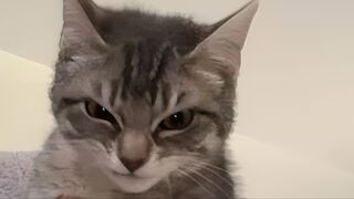 Cats with threatening Aura