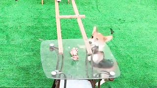 Dog puzzle