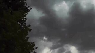 Video 291
