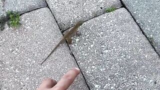 Funny | "I Booped a Lizard: The Hilarious Encounter That Left Us Tickled!" | FunFM