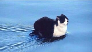 What are these cats doing