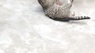 Funny cat vs chiken Friends