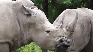 Javan Rhino the most rare animal in world