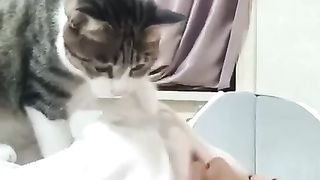 Very cute and funny cats ????????