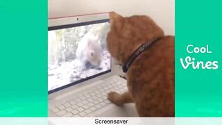Try Not To Laugh Challenge - Funny Cat & Dog 2