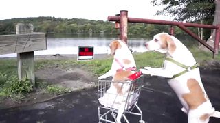 Dogs' Epic Shopping Cart Voyage: Funny Dogs Maymo & Penny 5