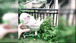 Baby Dogs - Cute and Funny Dog Videos Compilation #3 | Aww Animals 10