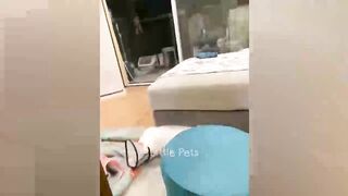 Funniest Animals 2023 ???????? Best Cats and Dogs Videos ???????? Part 11