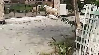 Kambing oleng