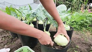 Growing kohlrabi You will be surprised with this tip