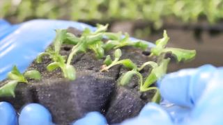 TOP 3! farming is science. How Korean Scientists Grow Fresh Vegetables and Mushrooms