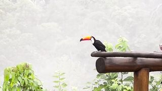 Cachoeira da Água Branca Ilhabela