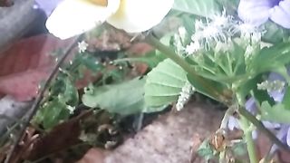 Animal's lover 15