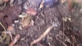 Animal's lover 19