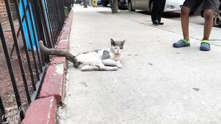 Street cat, cute baby cats ????????????