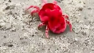 Giant Velvet Mite