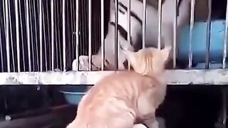 Who is the King of Beasts?
