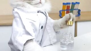 Cats make food Noel 2022_that little Puff_tiktok complailation =67.mp3