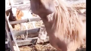 Funniest Animals ???? - Best Of The 2022 Funny Animal Videos ???? - Cutest Animals Ever