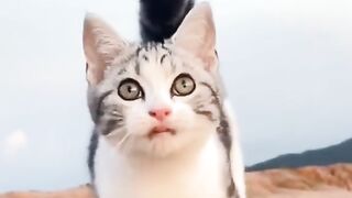 cat baby