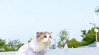 funny cute cat