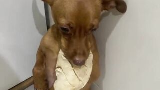 Perdeu a festa trombadinha O momento é propício AnimaisNo pitbull humor cachorros vídeos engraçados