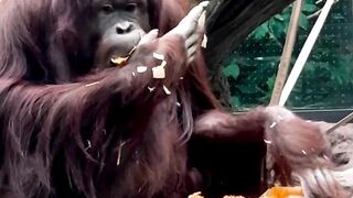 Orangutan Enjoys Early Thanksgiving Pumpkin..