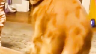Funny animals