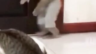 monkey vs cat